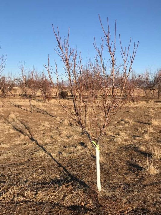 Southwest Yard Garden Why Are Some Tree Trunks Painted White