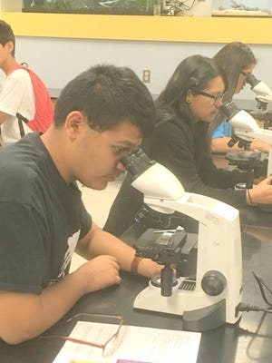 SMASH Summer Academy participants peer through microscopes to refine their laboratory skills in preparation for their future careers in the health care field. Pictured from left, are Niklas “Nik” Neave, Marcos Martinez, Marisa Holguin, and Alicia Miranda.