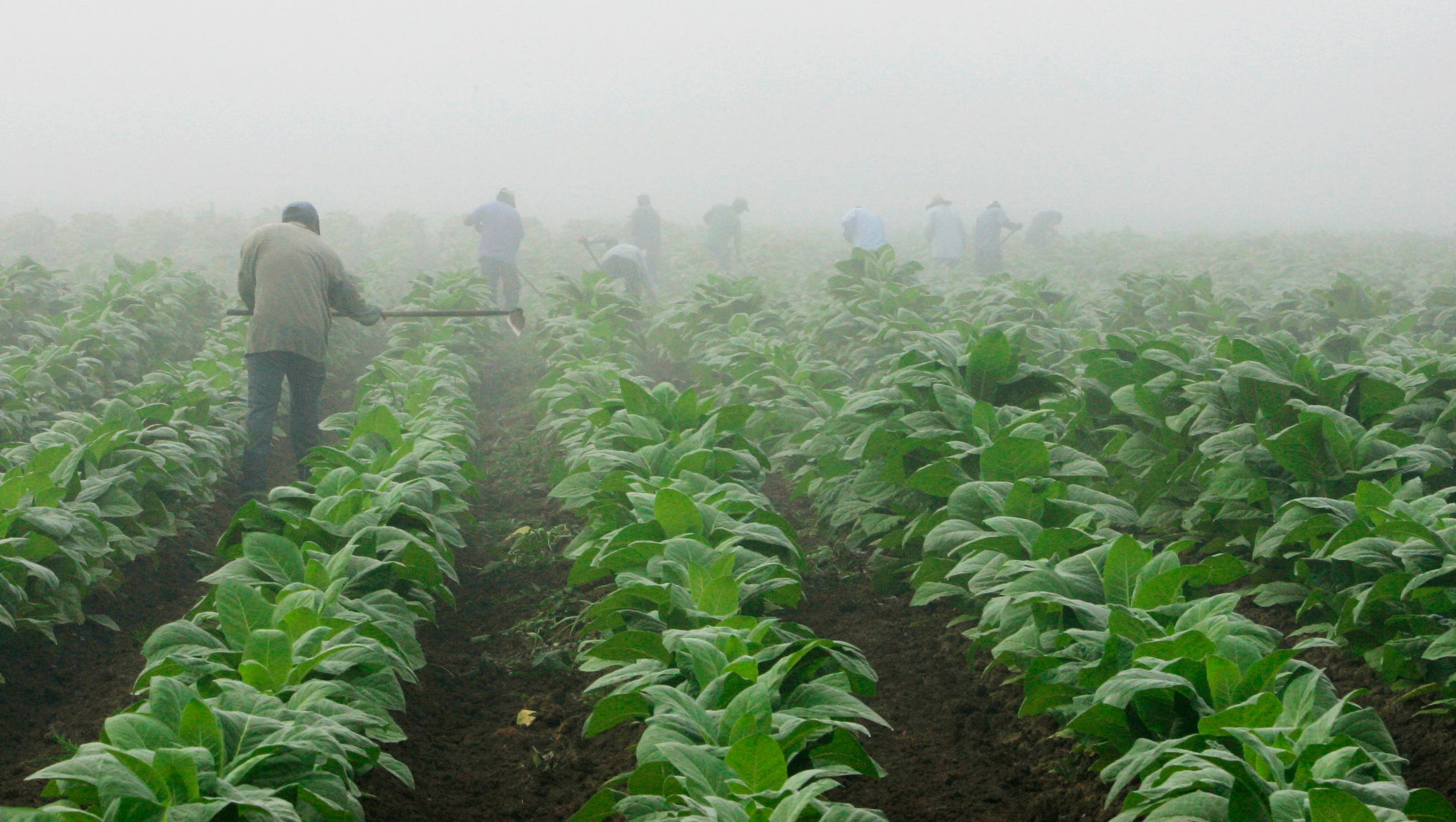 Thousands of farmers stopped growing tobacco after deregulation payouts