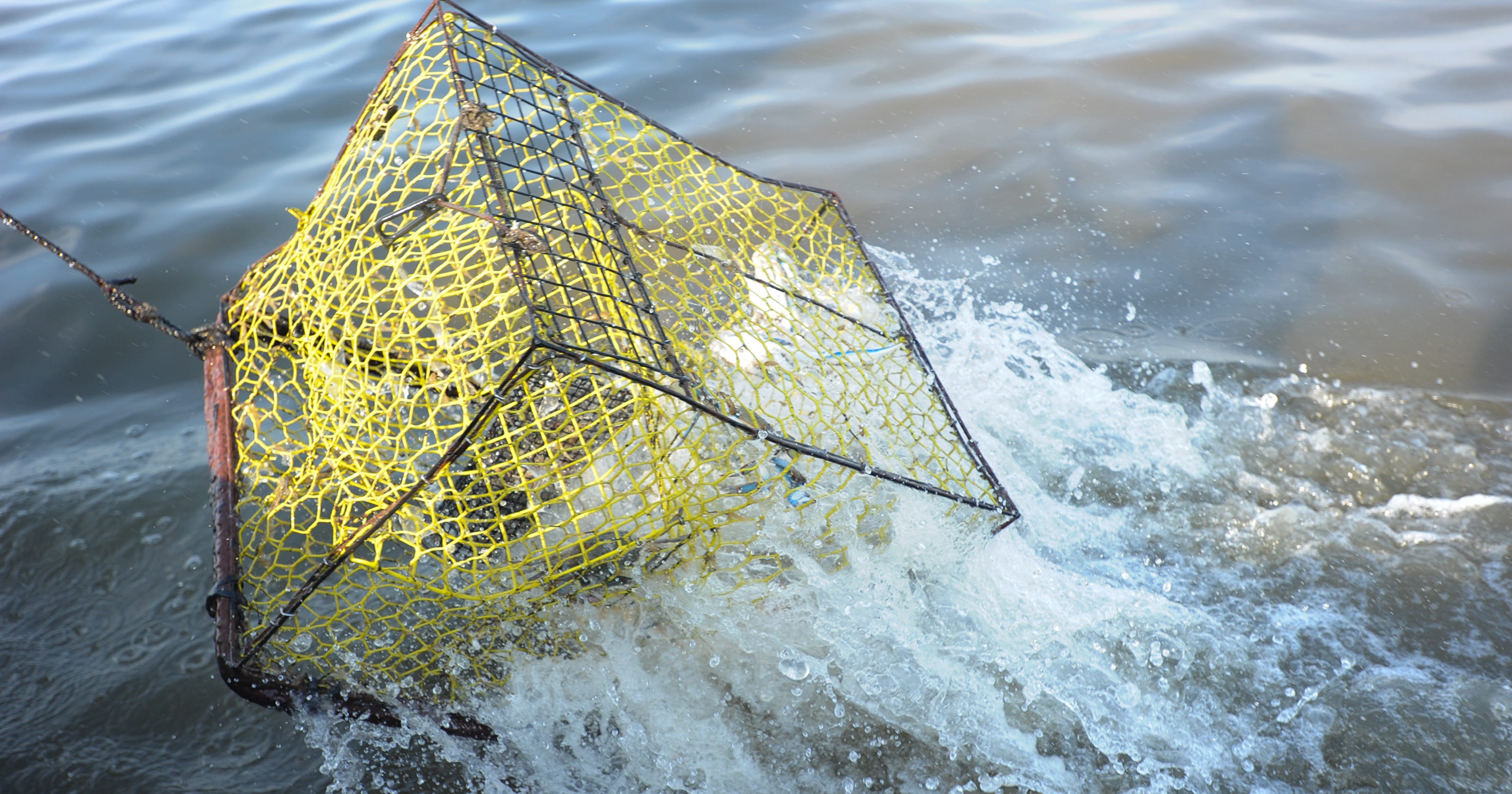 'Ghost' crab pots in Chesapeake Bay Survey aims to cut down on them