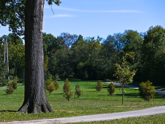 Wyandotte Park in Louisville has seen some trees being