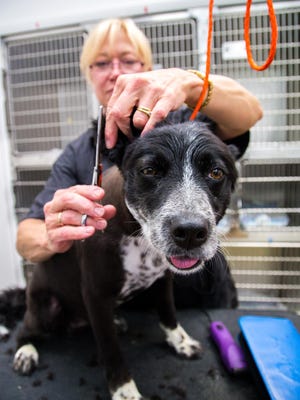 Barb Hunter trims the ears of Molly, a Border Collie, at Golden Paws Pet Styling Academy on July 10, 2015. Hunter decided to pursue a career in grooming after 37 years working for the Bureau of Land Management.