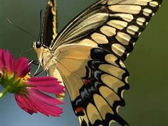 The Butterfly Guy Florida S Swallowtail Butterflies