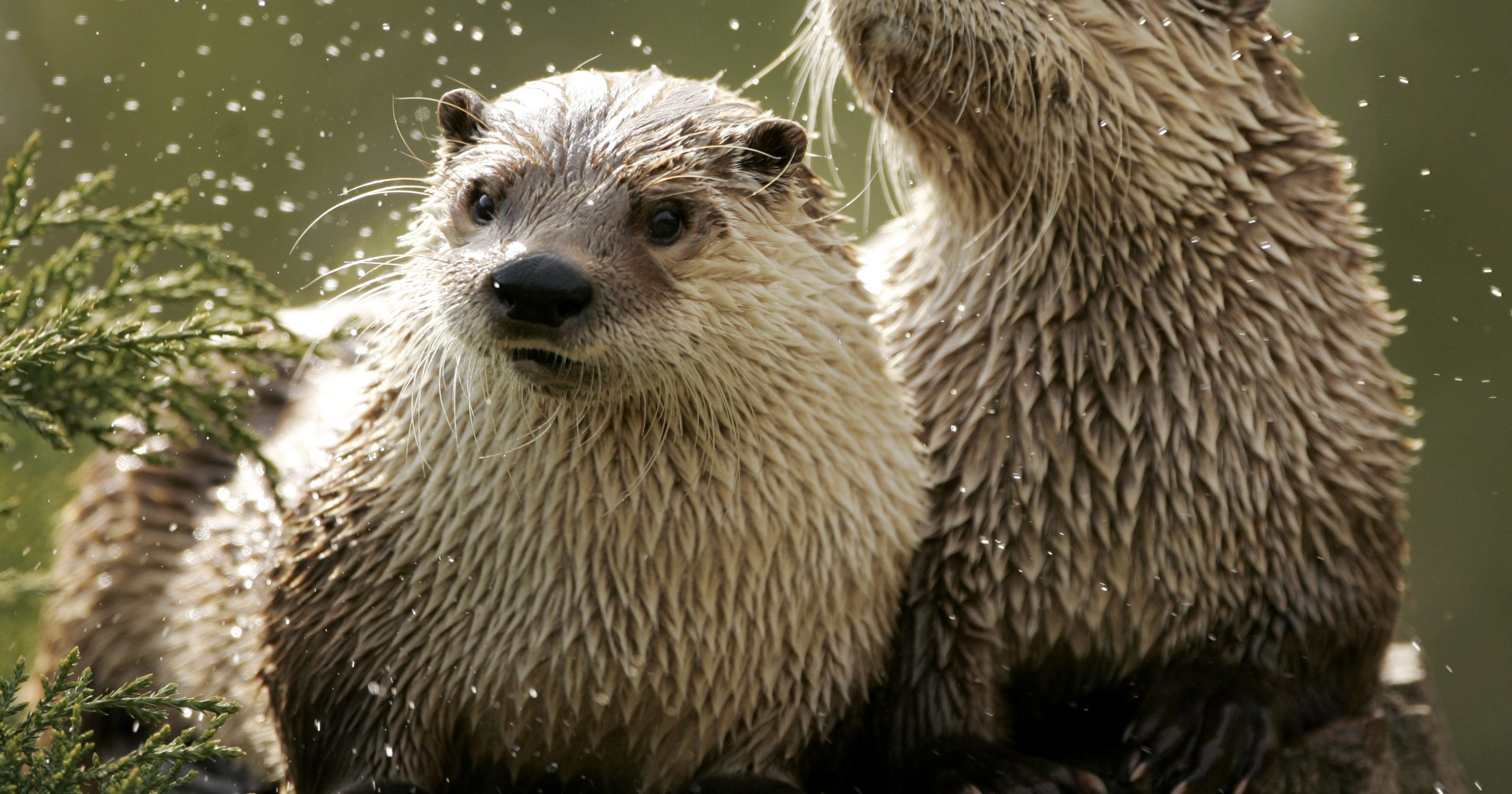 River otter trapping season considered for Indiana