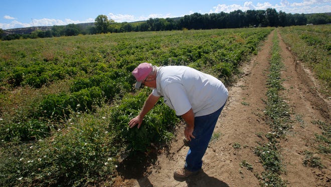 Sutherland Farms owner Allen Sutherland looks over his green chile field Tuesday at his farm in Aztec.