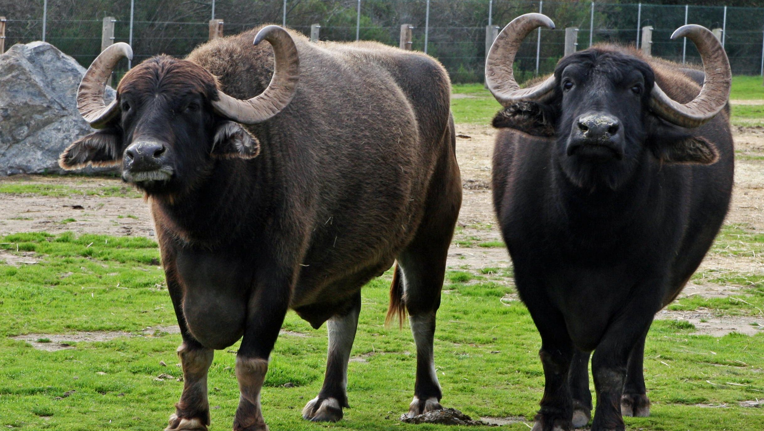 Meet and Badu, Asian water buffaloes
