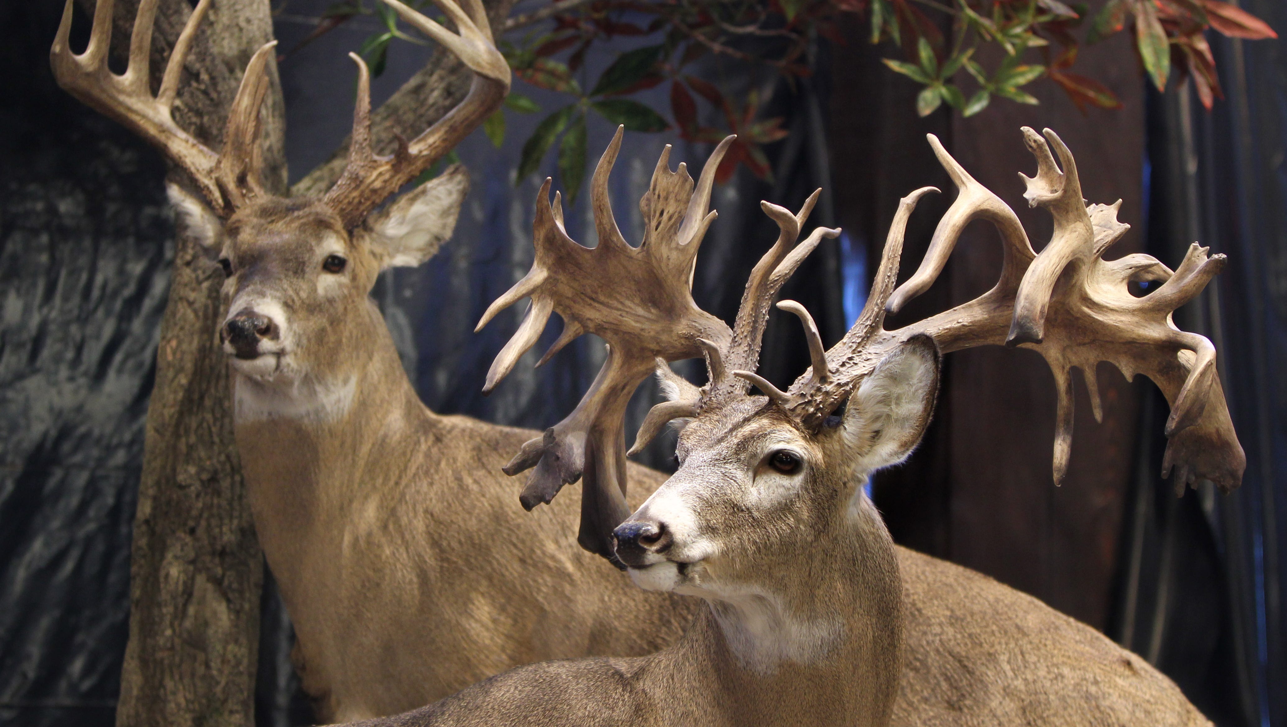 New Cabela S As Big As All Outdoors