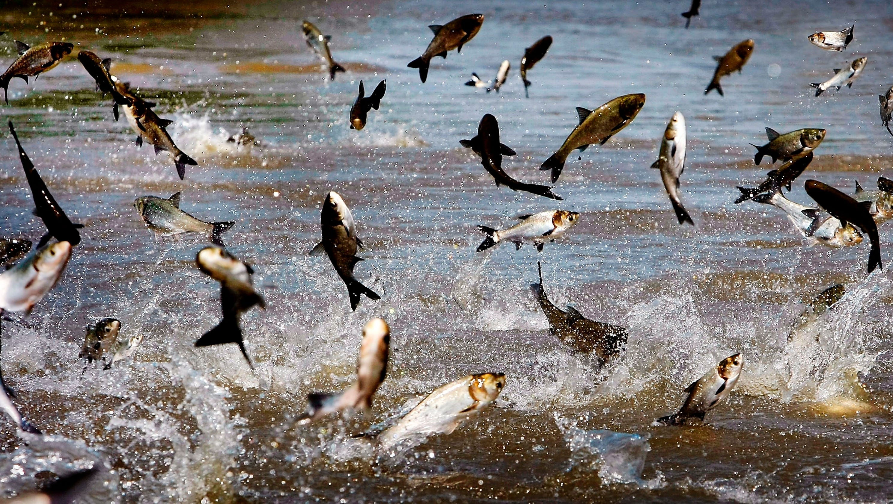 carp lake asian singles Lansing, mi -- michigan legislators are tired of this carp on wednesday, jan 20, the michigan senate natural resources committee passed a resolution supporting the hydrologic separation of the great lakes and mississippi river watersheds in order to keep invasive asian carp from reaching lake. carp lake asian singles Lansing, mi -- michigan legislators are tired of this carp on wednesday, jan 20, the michigan senate natural resources committee passed a resolution supporting the hydrologic separation of the great lakes and mississippi river watersheds in order to keep invasive asian carp from reaching lake.