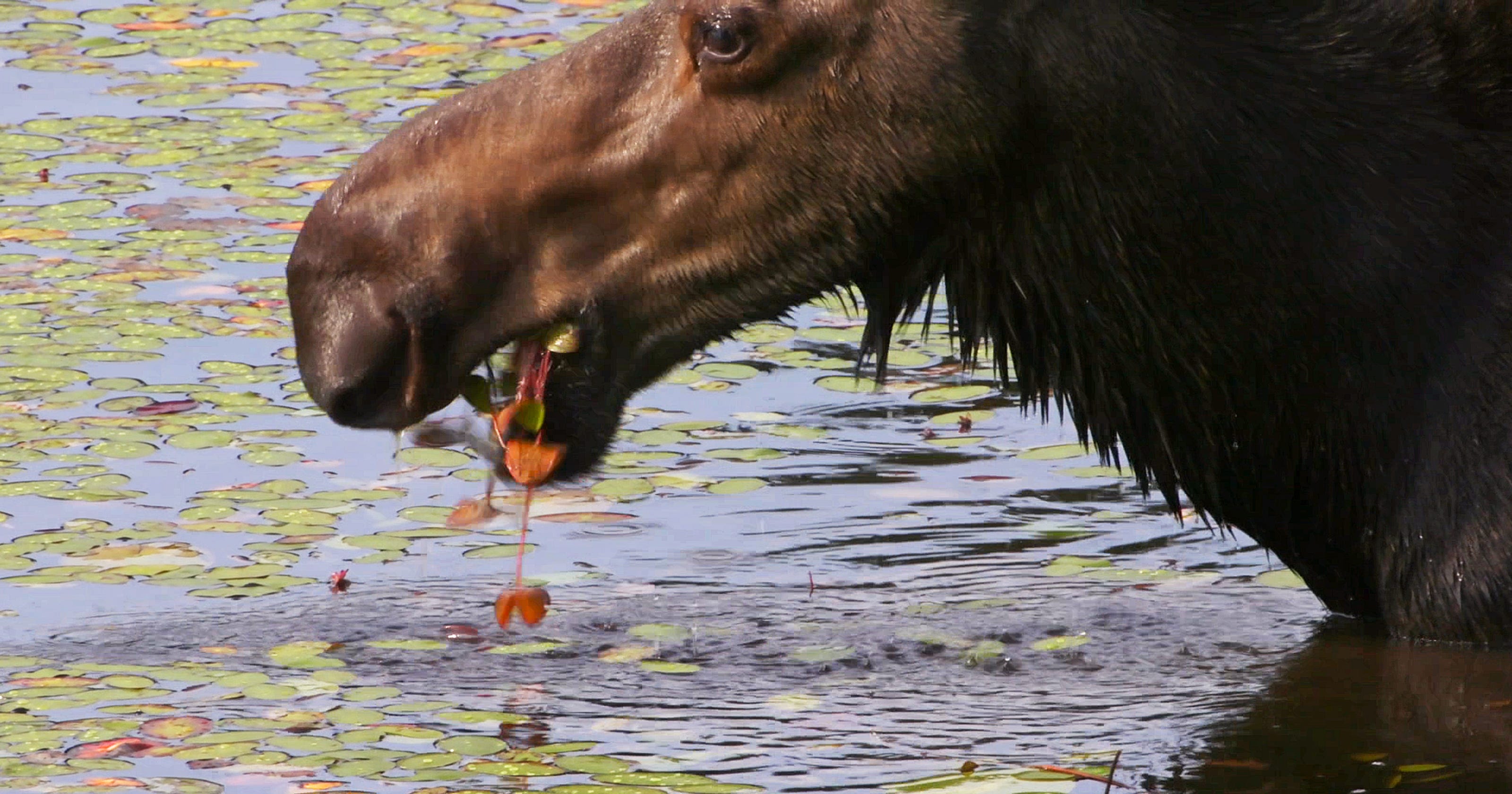 Wolves and moose make music together on Isle Royale