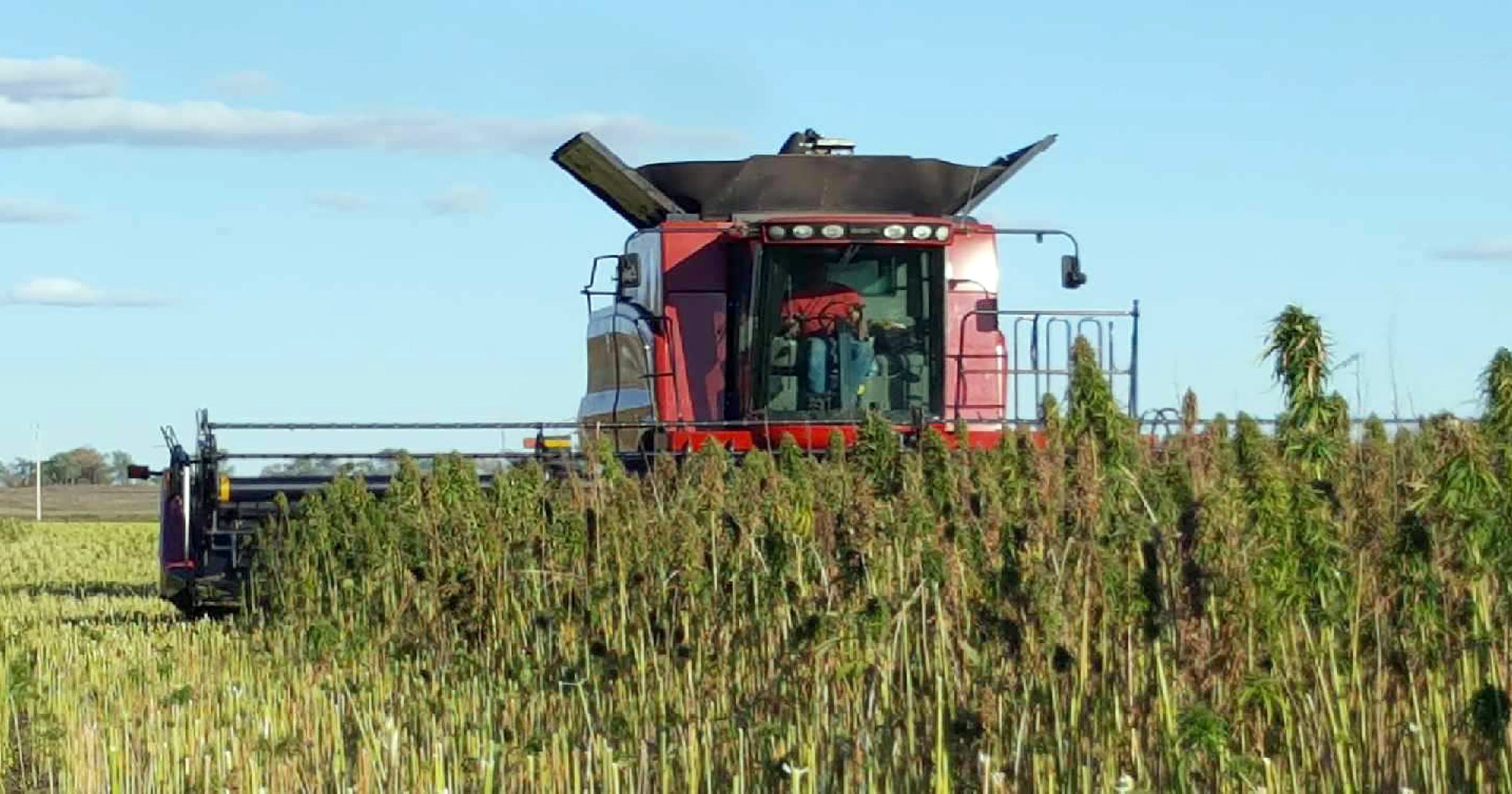 Industrial hemp will help boost Wisconsin's economy