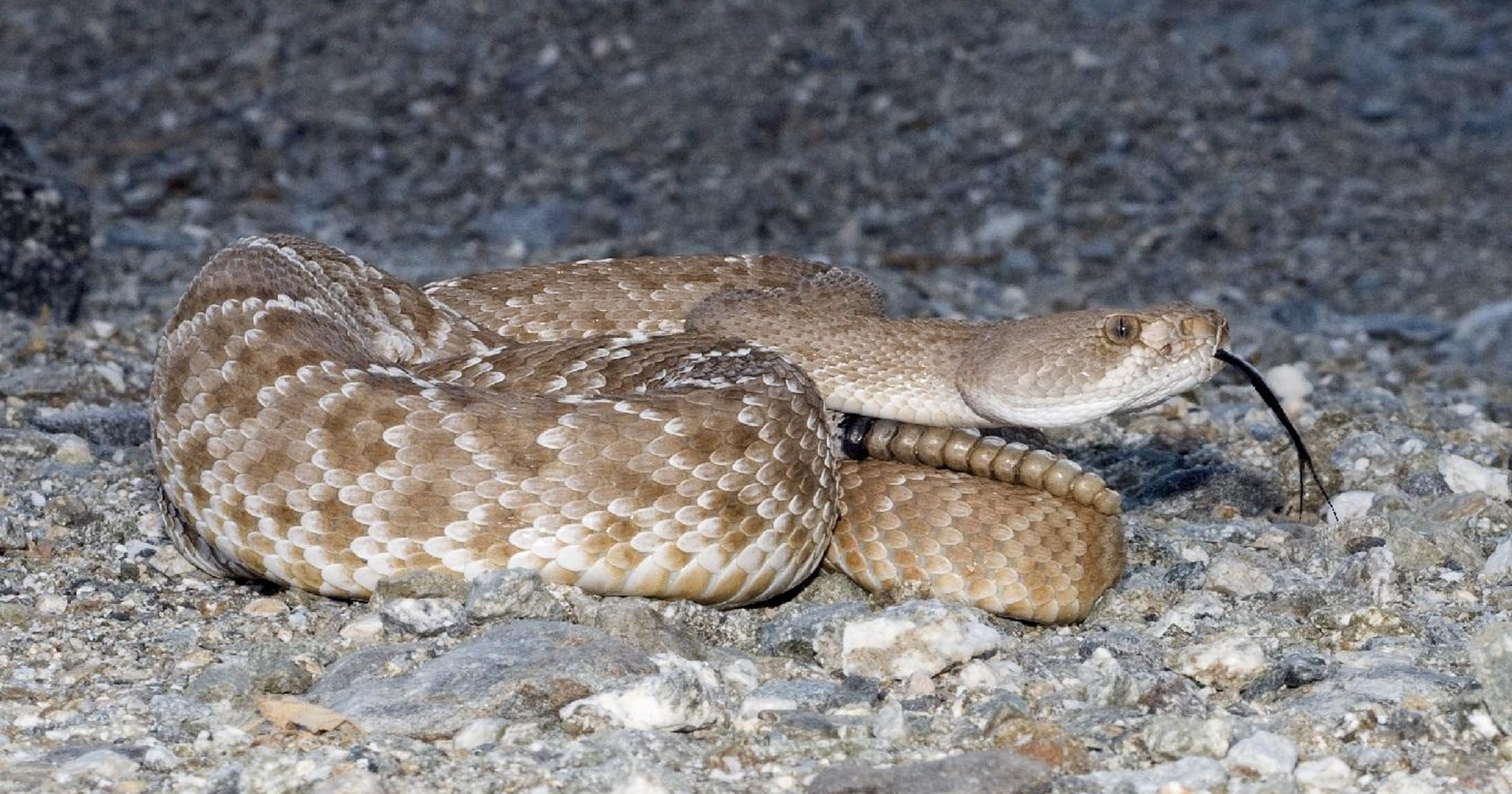 It S Rattlesnake Season In The Palm Springs Area How To