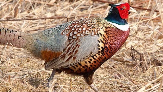 Minnesota's statewide pheasant index is down compared with 2016. The season opens Oct. 14.