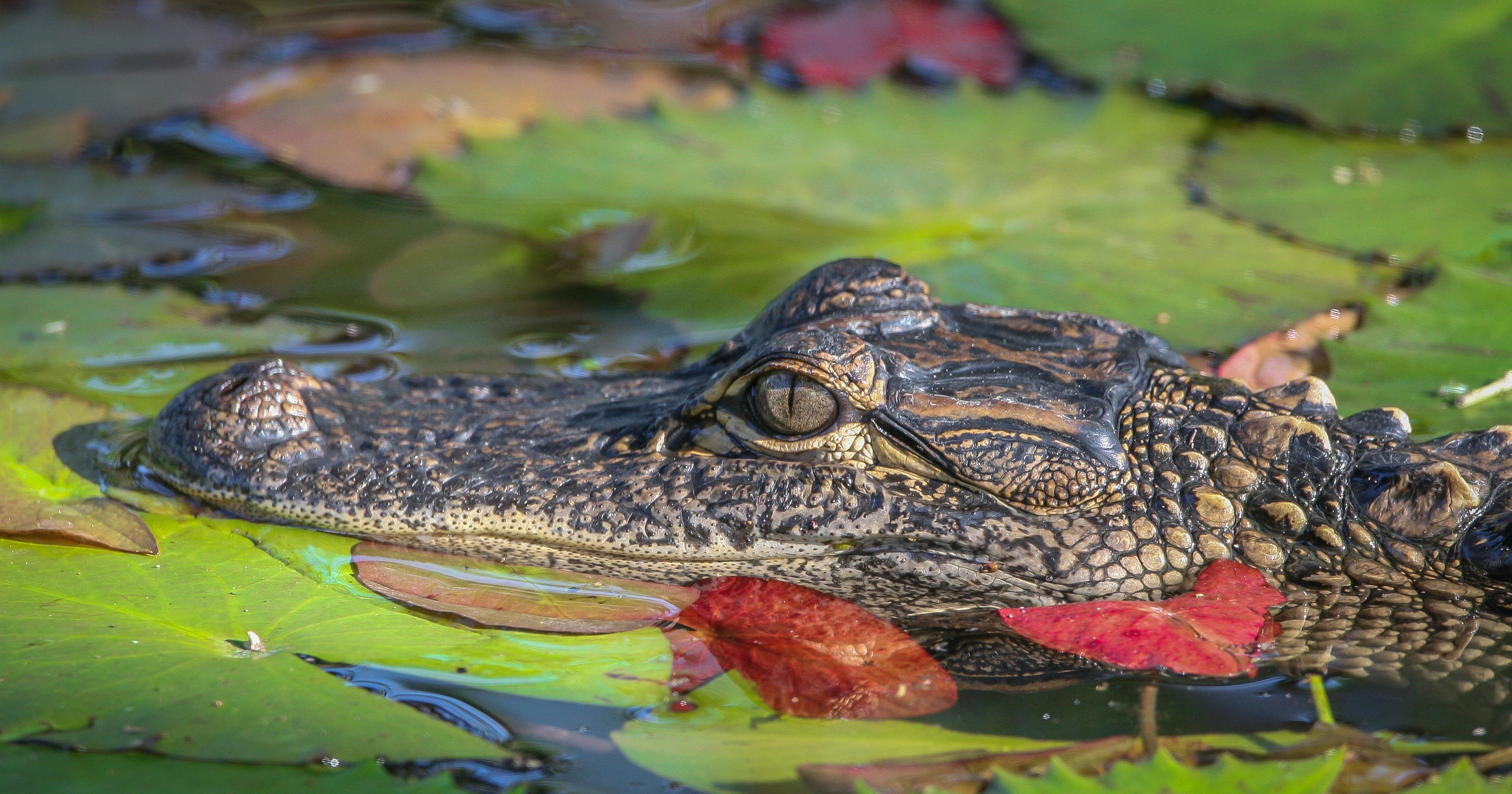 Indiana alligator visits Plymouth pond until capture