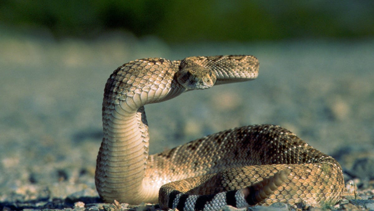 Ewww Snakes 6 Tips To Keep Them Away From Your Home