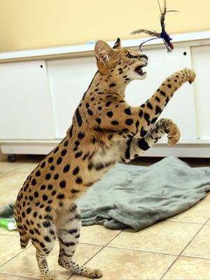 Big Cheetah Like Feline Captured In Reading
