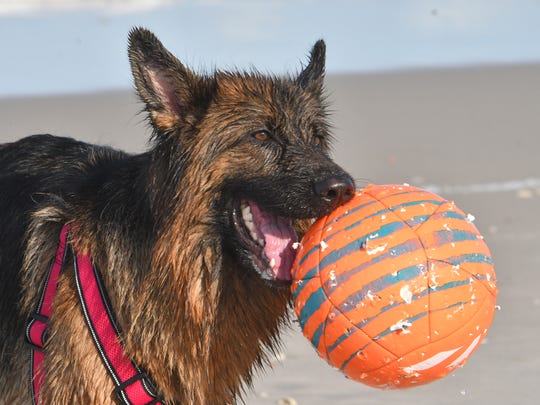 New Cocoa Beach Dog Friendly Beach Advances Toward Last