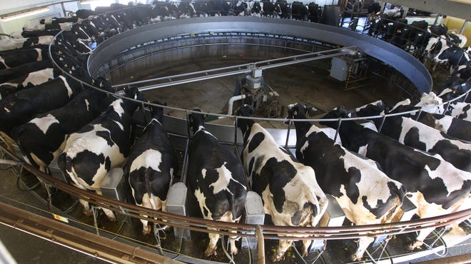 Cows on a rotary milking parlor at Noblehurst Farms in Linwood. The carousel rotates and takes about 10 minutes for a complete rotation which is the time it takes to milk each cow.