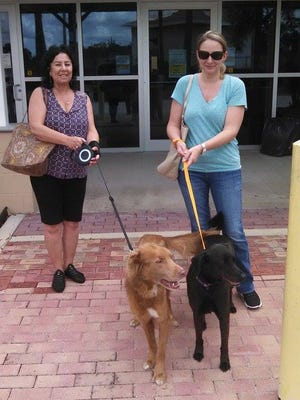 Congratulations! Frankie and Sasha have a new family!