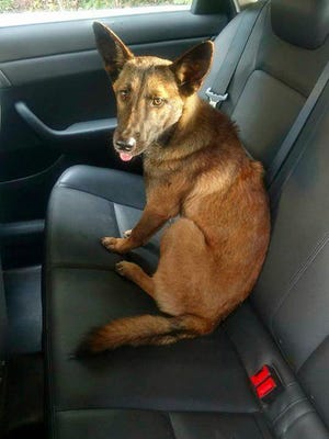 A German Shepherd is seen after it was rescued by the New Jersey State Police on a highway in Newark. Police said they had to coax the dog to leave a dead pit bull that it was found lying next to.