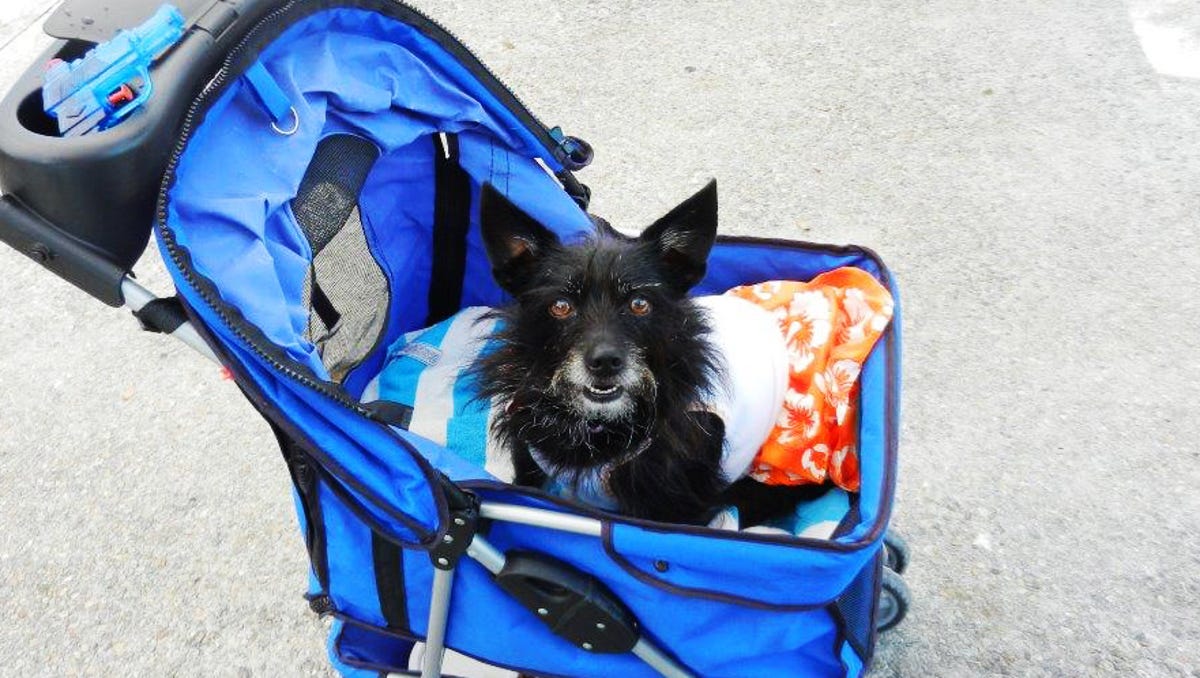 Tell Mel Readers Rant About Dogs At Grocery Stores