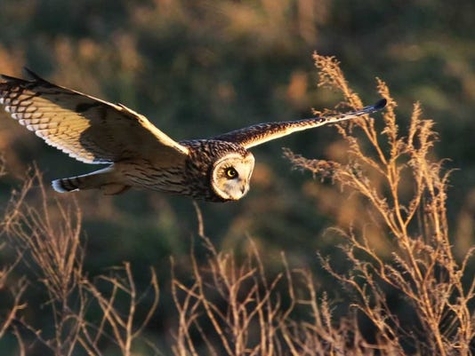 For The Birds New Drama Starring Short Eared Owls