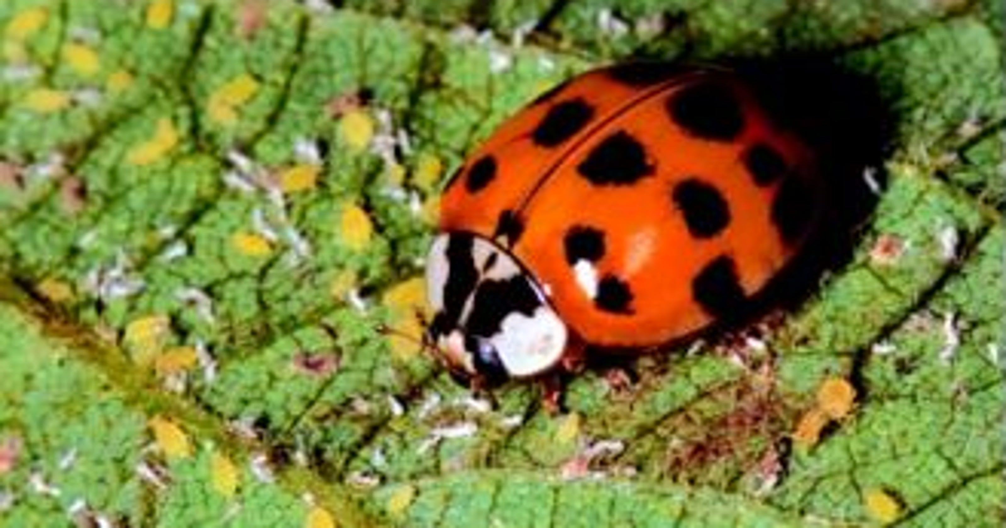 how-to-get-rid-of-ladybugs
