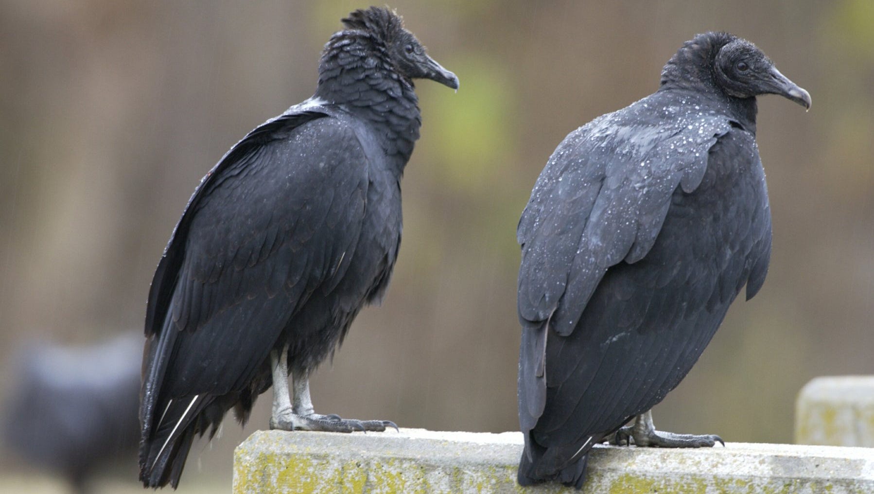 Ugly or beautiful? Local vultures often misunderstood