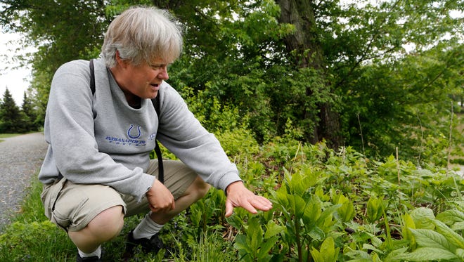 Nick Harby discovers a patch of poke weed along the Wabash Heritage Trail in Lafayette. Indiana. All parts of the poke weed are poisonous to humans, pets and livestock, the root being the most toxic part of the plant.