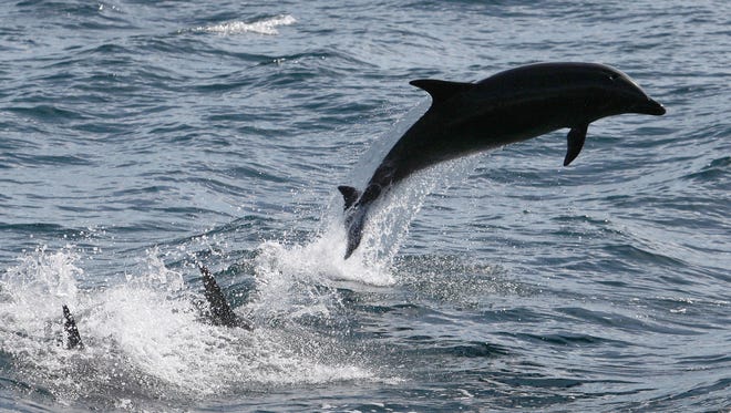 Bottlenose dolphins leap off the Southern California coast.