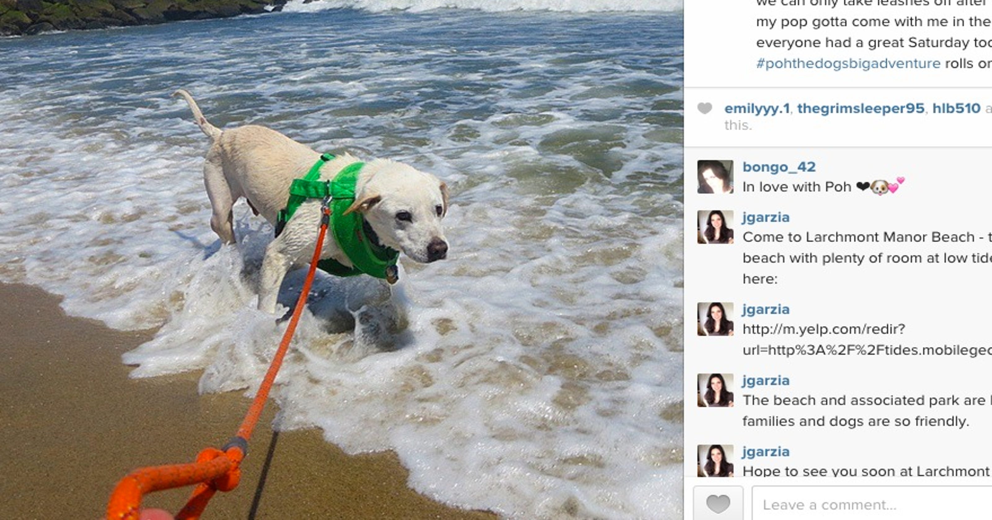 Man takes dying dog on 'bucket list' road trip