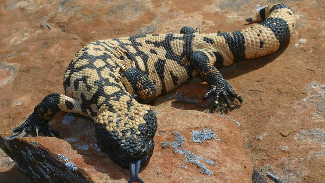 12 Most Dangerous Animals On Southern Utah S Trails 12 Most Dangerous Animals On Southern Utah S Trails