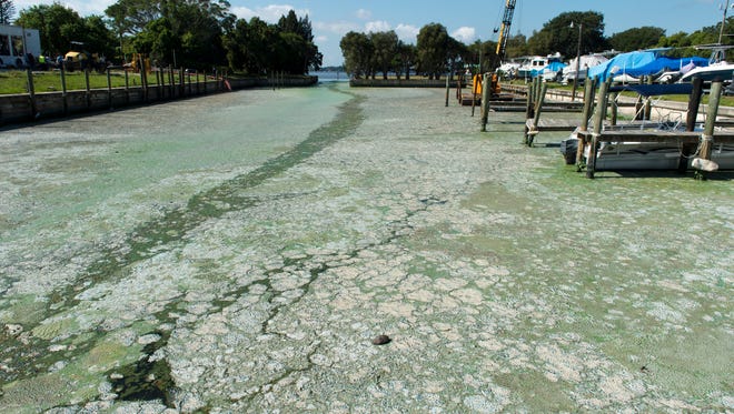 Algae coats the water in the marina at Outboards Only in Jensen Beach on Saturday, July 9, 2016.