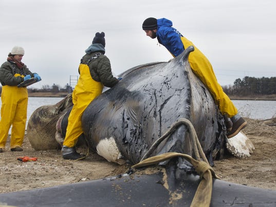AP DEAD WHALE FOUND A USA VA