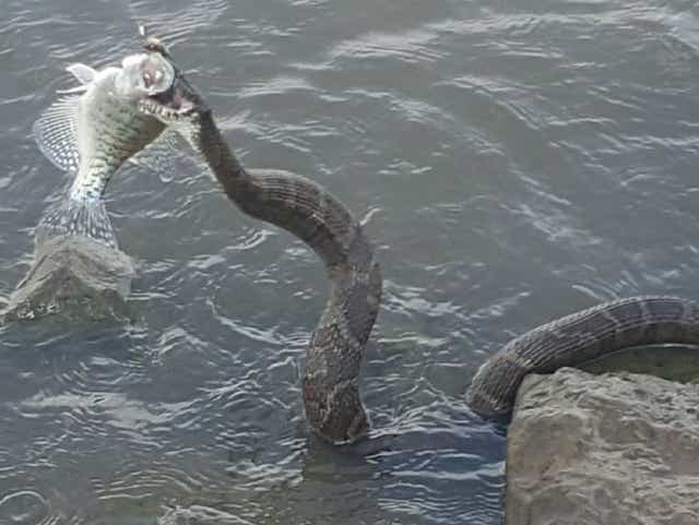 Huge Snake Steals Eats Fish Caught By Iowa Fisherman