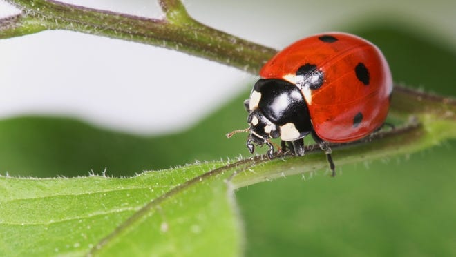 Learn about ladybugs at the Hudson Highlands Nature Museum at 10 a.m. May 4.