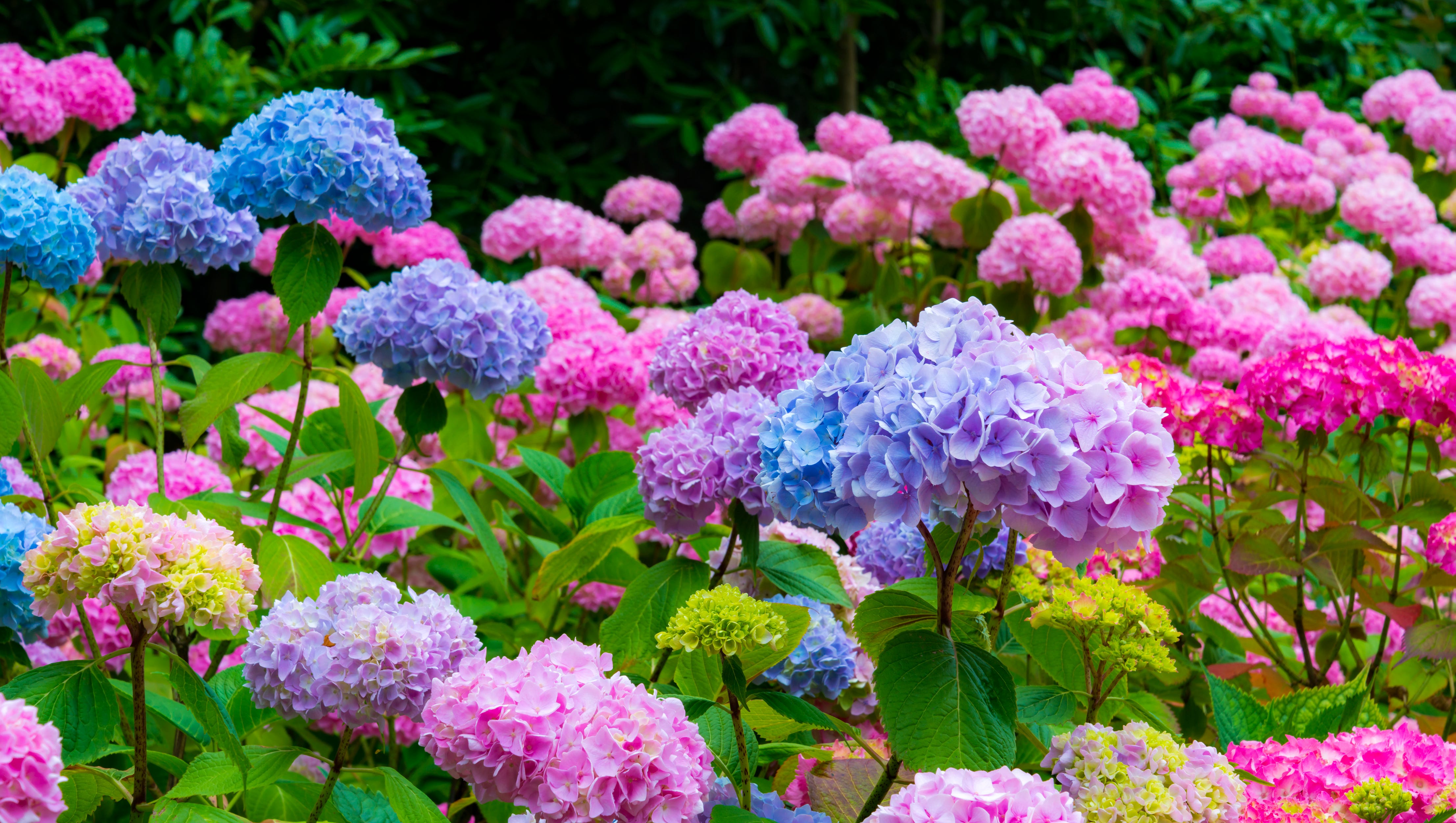 With some care hydrangeas can be the most beautiful flower in your garden