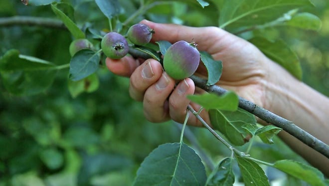 Overcome challenges with fruit trees by planting the right trees and taking care of them right.