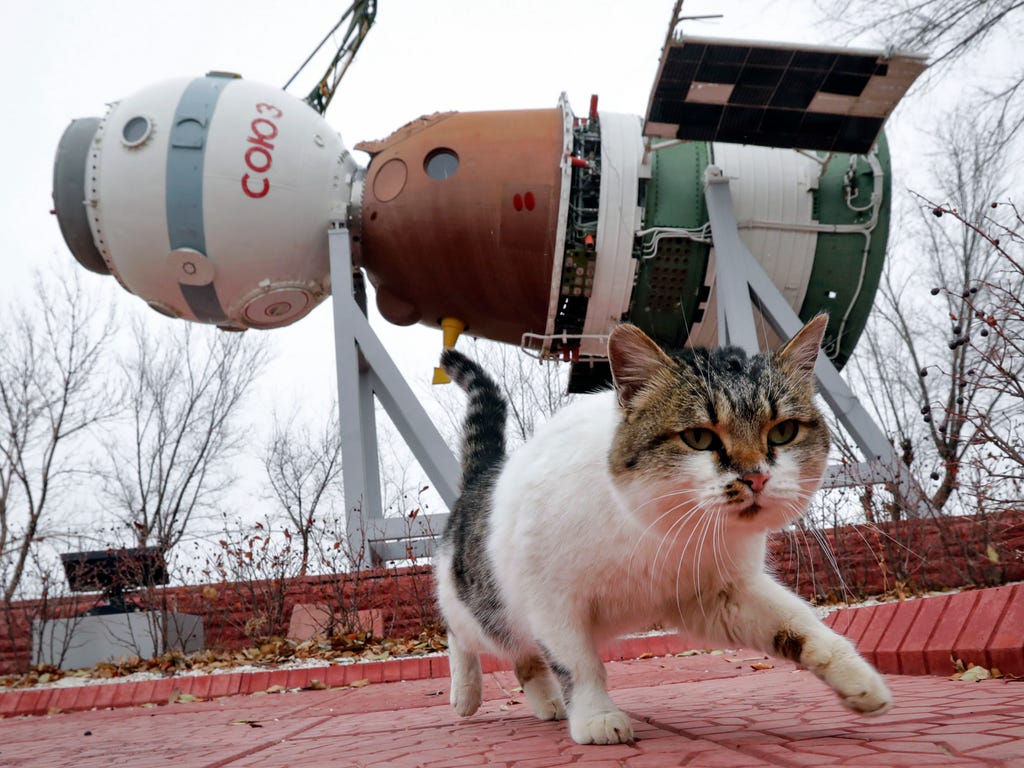 A cat walks past a Soyuz space ship installed at a museum, at the Russian leased Baikonur cosmodrome, Kazakhstan, Nov. 15, 2016. The start of the new Soyuz mission to the International Space Station (ISS) is scheduled on early Friday, Nov. 18 local t