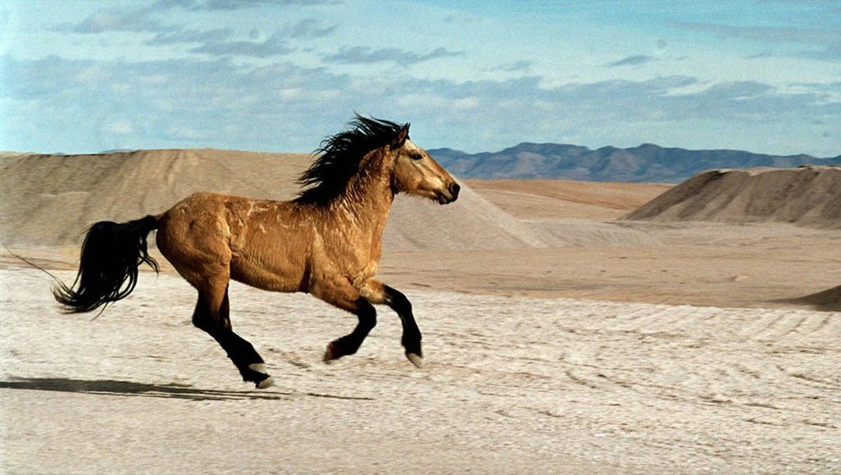 Photos Of Wild Horses Roaming The Fields Of Northern Nevada