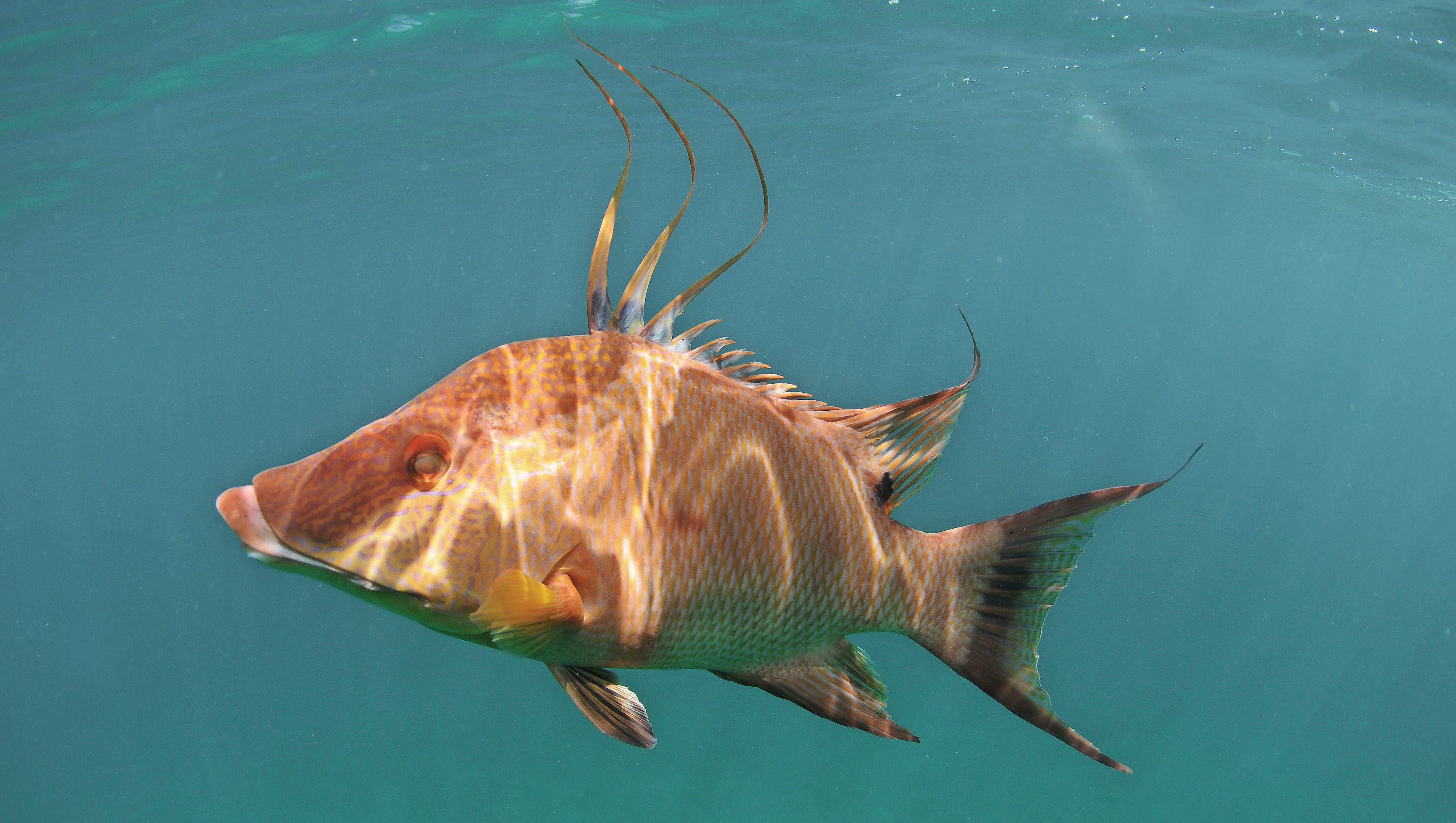 Chefs are working to make sure underutilized fish are ...