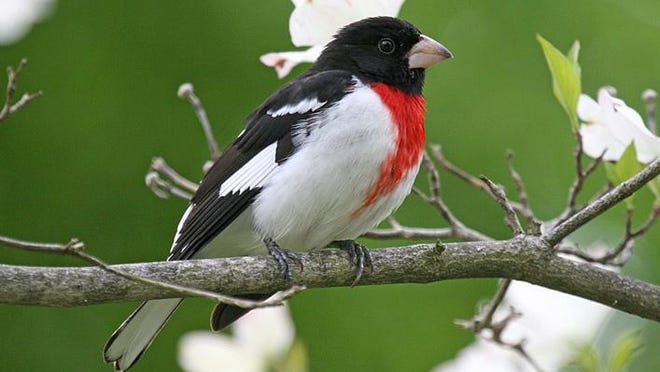 An adult male rose-breasted grosbeak’s bright rose-red breast patch and mellow warbling make him a backyard birder’s favorite.