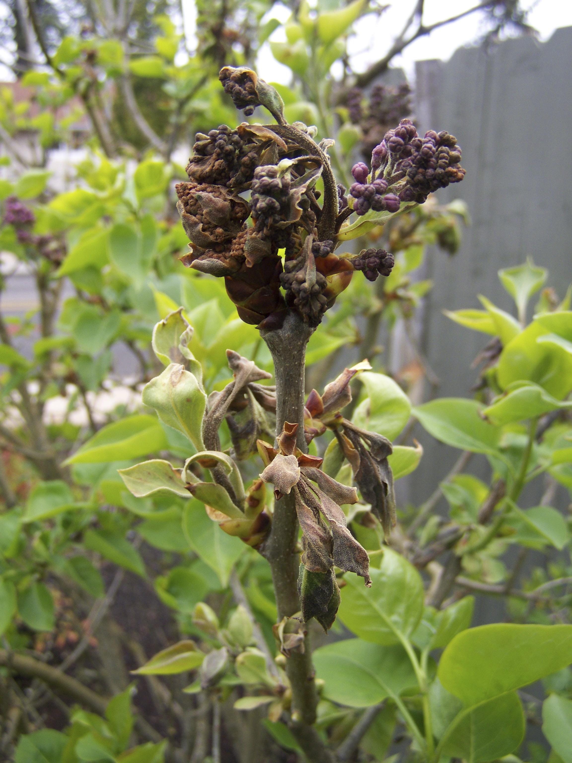Lilacs suffer in wet spring, with blackened blooms