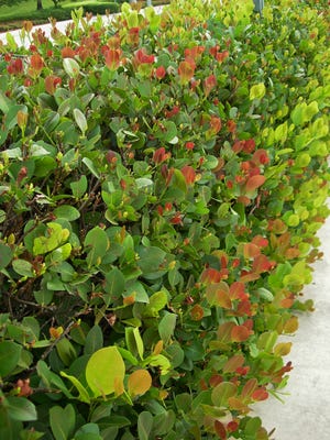 Cocoplum (pictured) and Indian Hawthorn are often used shrubs in the South Florida landscape. Indian Hawthorn is in the Rose family and Cocoplum, a family with a few similar plants, Chrysobalanaceae. The two plants have differing leaves and flowering characteristics which were initially used to classify and name the plants.
