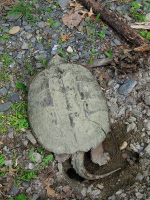 A snapping turtle digs a nest.
