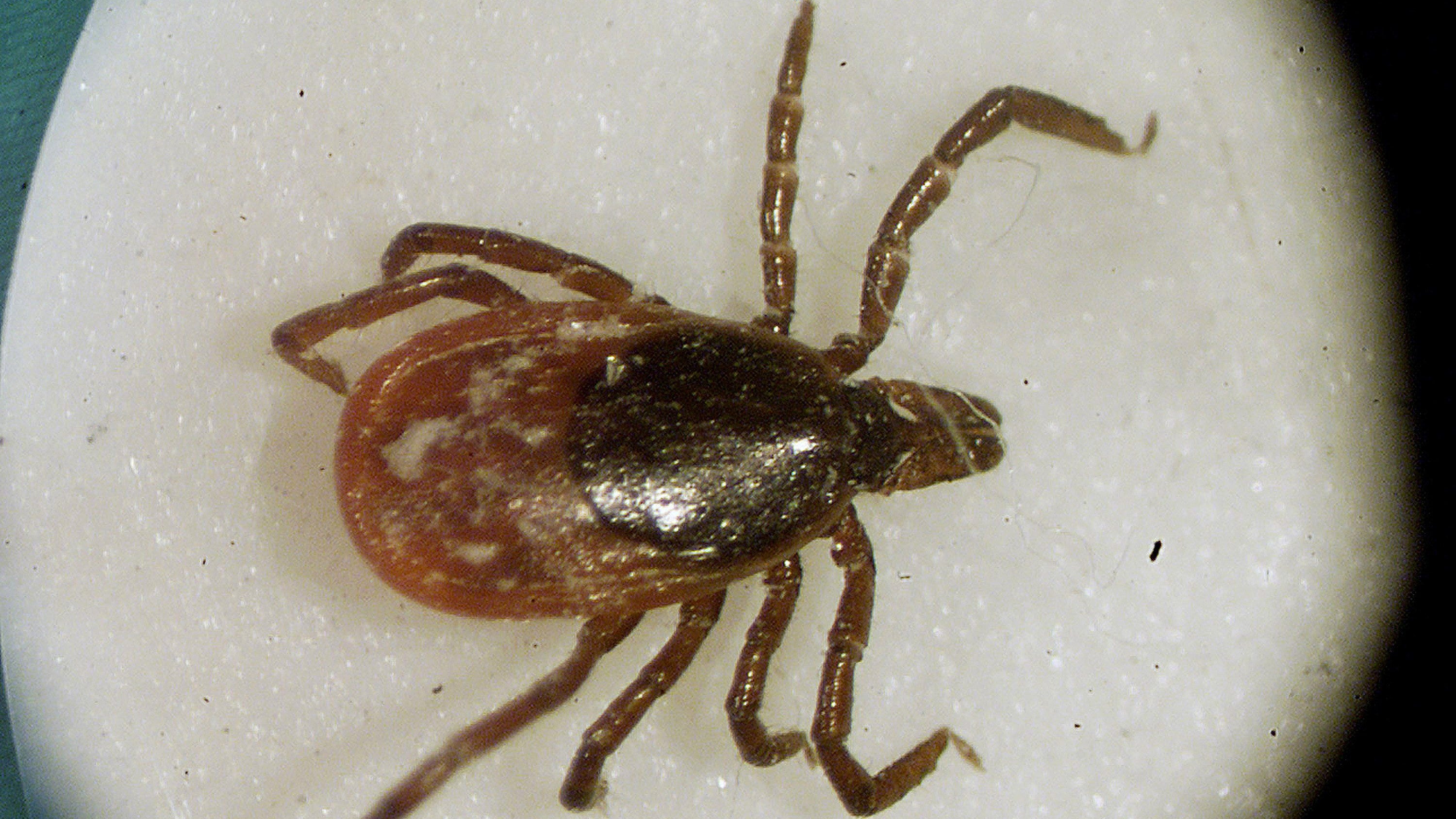 Tick disease with coronavirus-like symptoms is on the rise in Michigan - msnNOW
