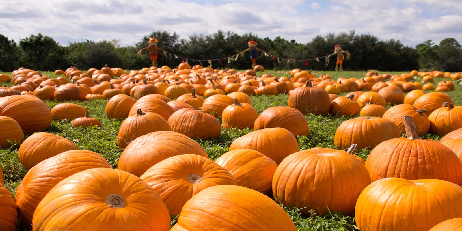 Want big pumpkins in the fall? Plant them in the spring