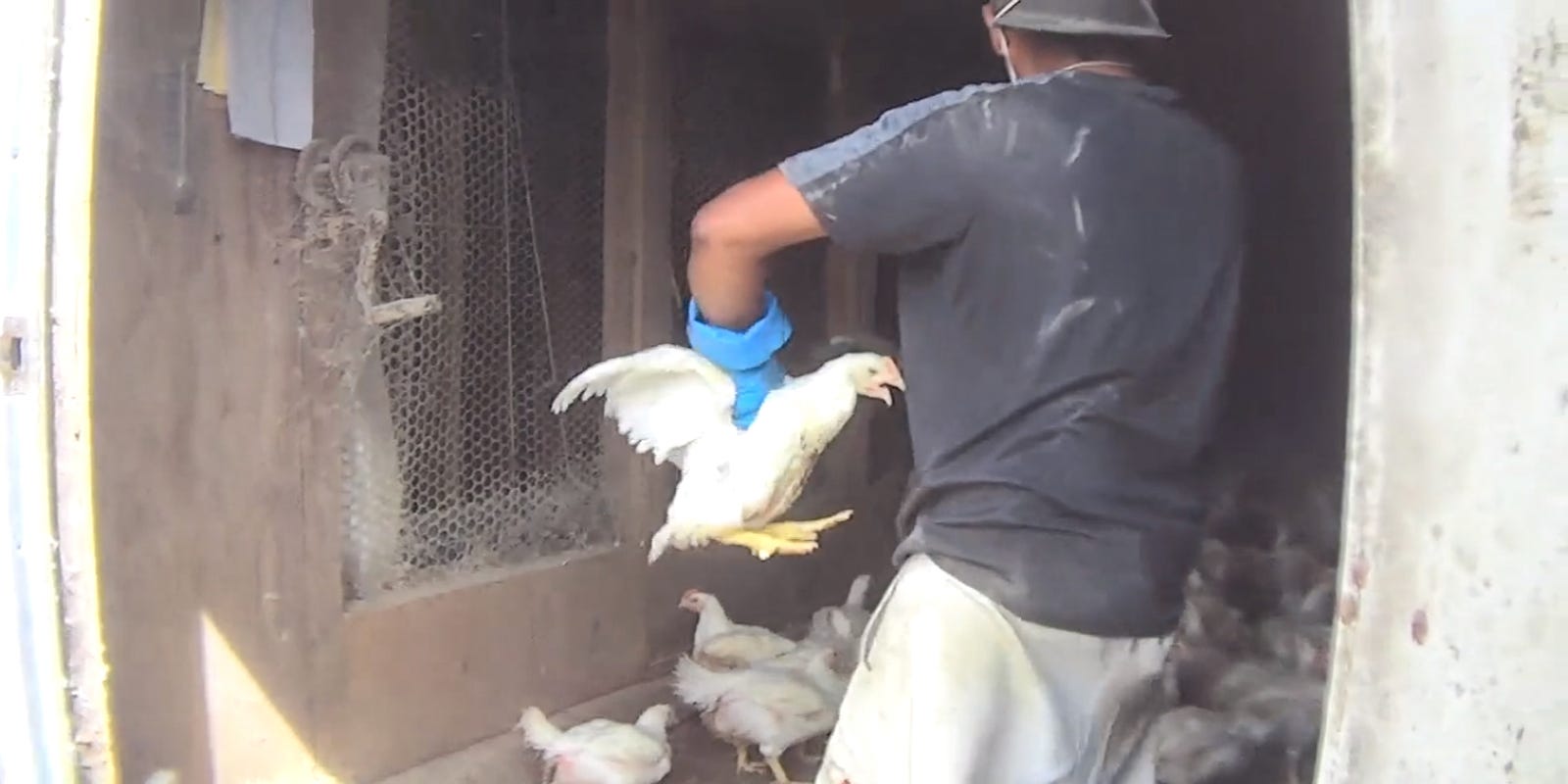 Tyson Foods Responds To Chicken Mistreatment Video