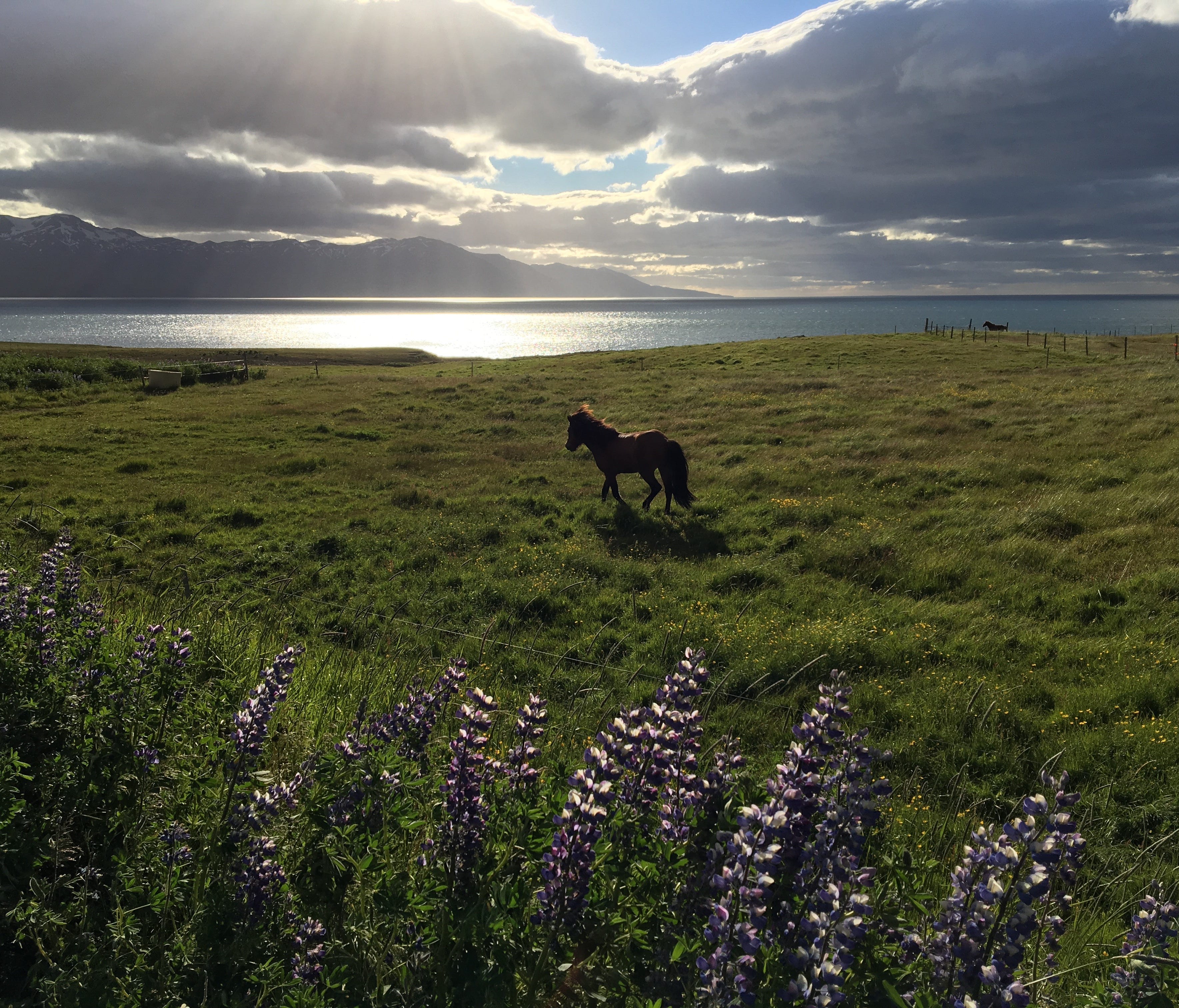 A horse roams near Husavik in northern Iceland.