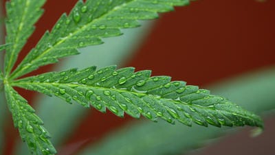 Marijuana plants grow at Perennial Holistic Wellness Center, a not-for-profit medical marijuana dispensary in operation since 2006,
