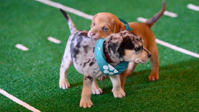 Two teammates huddle up during Sanctuary Brewing Company's puppy bowl in Hendersonville on Sunday, Feb. 5, 2017. 